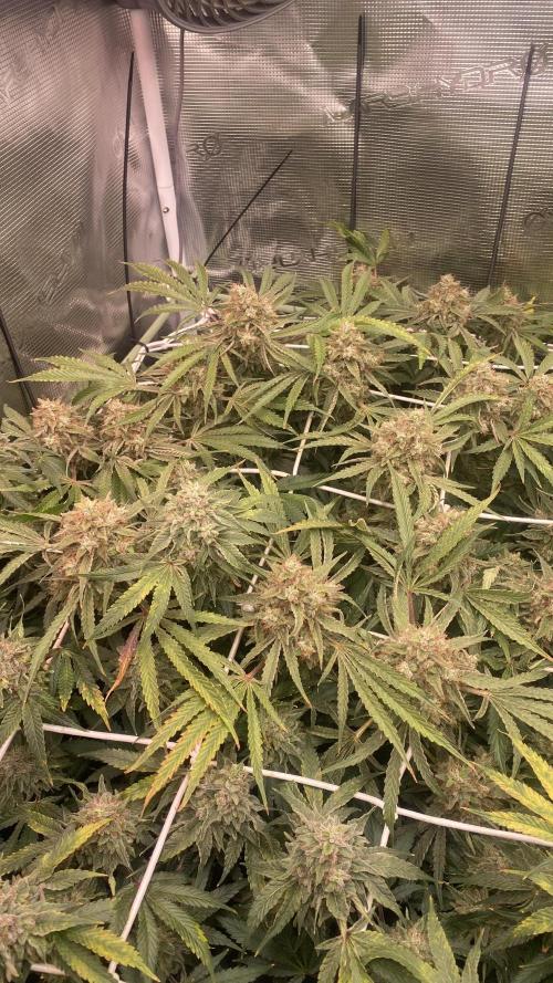 Blue Dream - Barneys farm - FC3000evo. Week 17 - day 67 - 18/1/2026