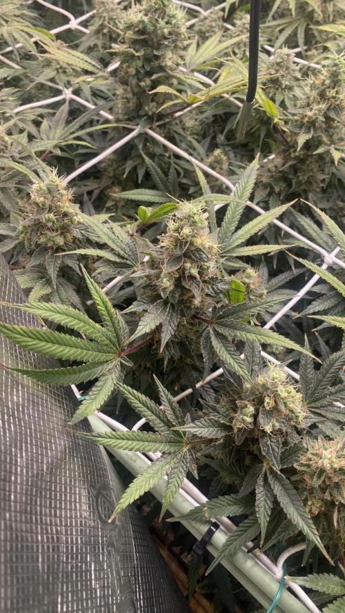 Blue Dream - Barneys farm - FC3000evo. Week 17 - day 67 - 18/1/2026