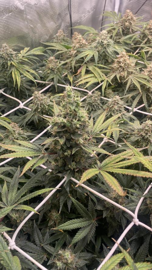 Blue Dream - Barneys farm - FC3000evo. Week 17 - day 67 - 18/1/2026