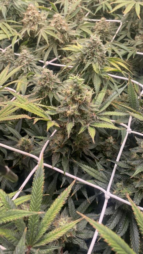 Blue Dream - Barneys farm - FC3000evo. Week 17 - day 67 - 18/1/2026