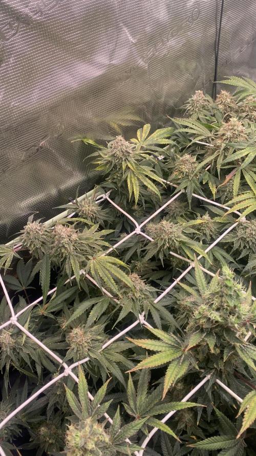 Blue Dream - Barneys farm - FC3000evo. Week 17 - day 67 - 18/1/2026