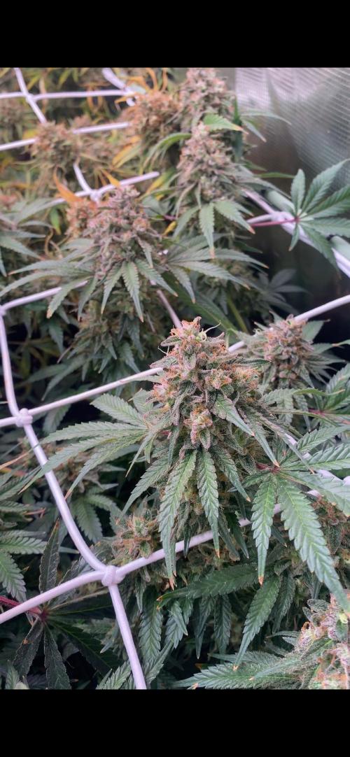 Blue Dream - Barneys farm - FC3000evo. Week 18 - day 71 - 22/1/2026