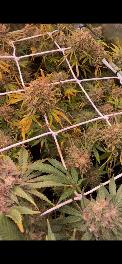 Blue Dream - Barneys farm - FC3000evo. Week 18 - day 71 - 22/1/2026