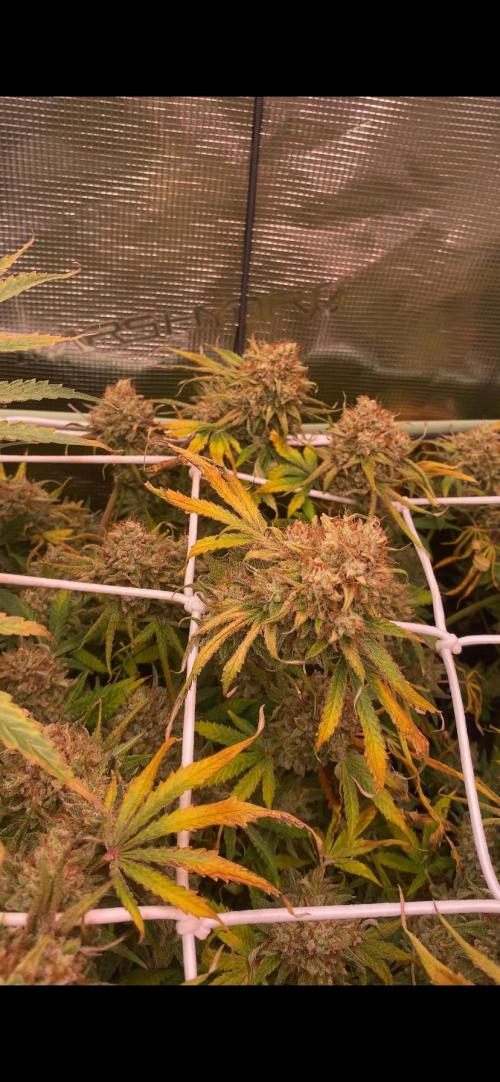 Blue Dream - Barneys farm - FC3000evo. Week 18 - day 71 - 22/1/2026