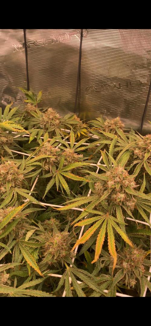 Blue Dream - Barneys farm - FC3000evo. Week 18 - day 71 - 22/1/2026