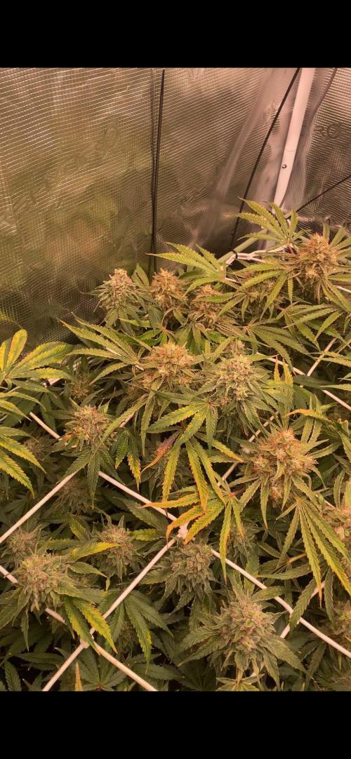 Blue Dream - Barneys farm - FC3000evo. Week 18 - day 71 - 22/1/2026