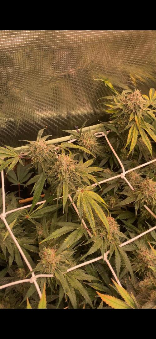 Blue Dream - Barneys farm - FC3000evo. Week 18 - day 71 - 22/1/2026