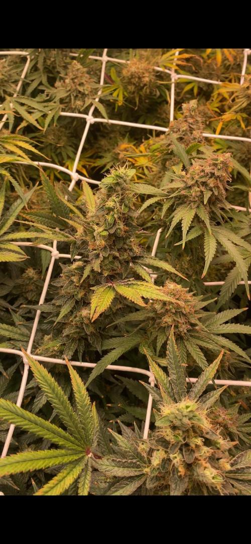 Blue Dream - Barneys farm - FC3000evo. Week 18 - day 71 - 22/1/2026