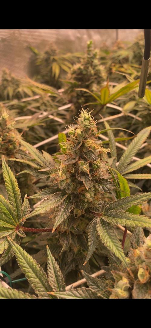 Blue Dream - Barneys farm - FC3000evo. Week 18 - day 71 - 22/1/2026