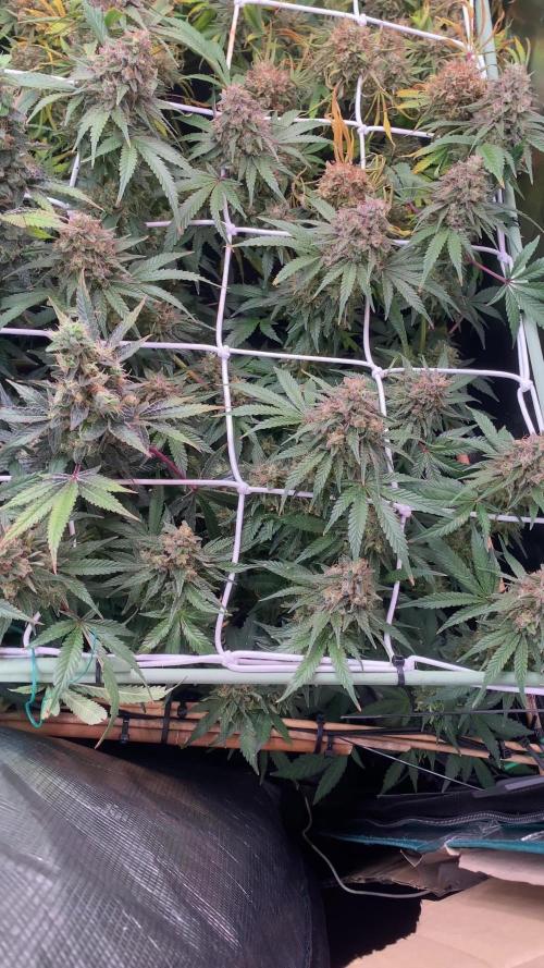 Blue Dream - Barneys farm - FC3000evo