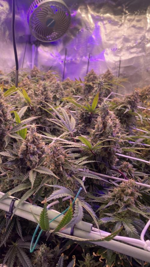 Blue Dream - Barneys farm - FC3000evo. Week 19 - day 72 - 23/1/2026