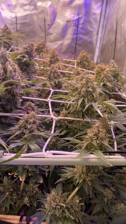 Blue Dream - Barneys farm - FC3000evo. Week 19 - day 72 - 23/1/2026