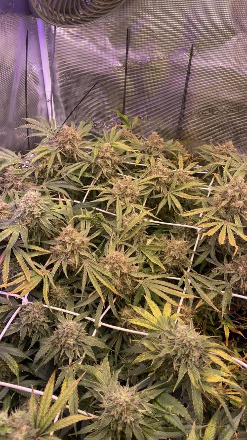 Blue Dream - Barneys farm - FC3000evo. Week 19 - day 72 - 23/1/2026