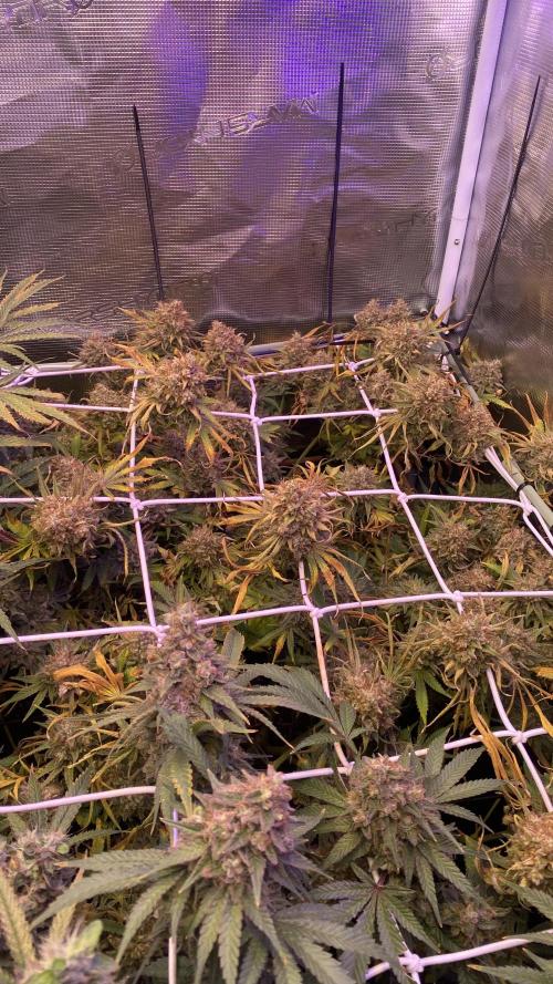 Blue Dream - Barneys farm - FC3000evo. Week 19 - day 72 - 23/1/2026
