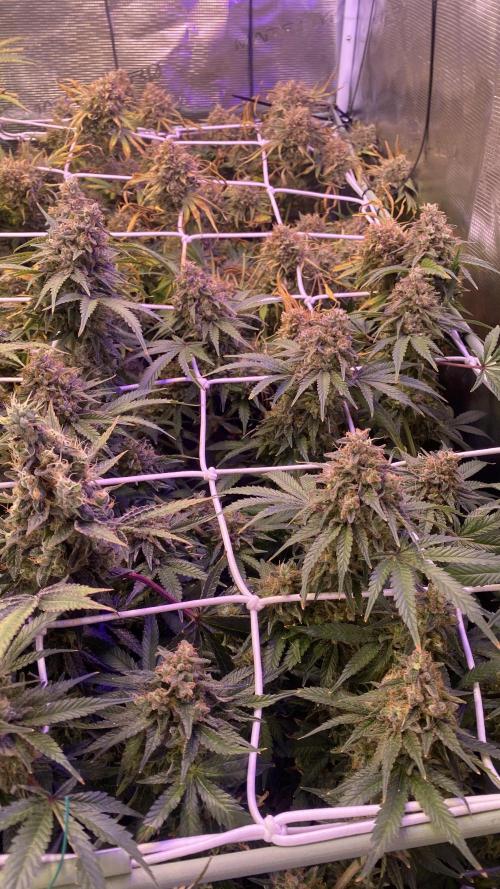 Blue Dream - Barneys farm - FC3000evo. Week 19 - day 72 - 23/1/2026