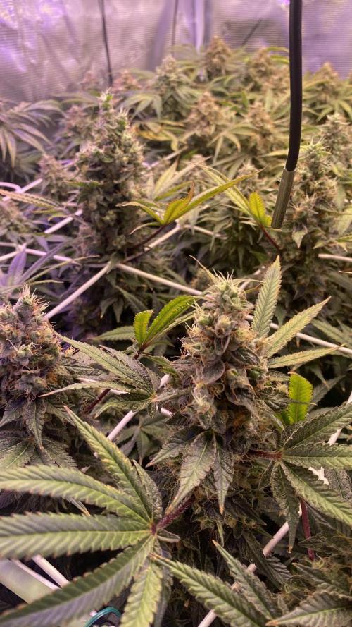 Blue Dream - Barneys farm - FC3000evo. Week 19 - day 72 - 23/1/2026