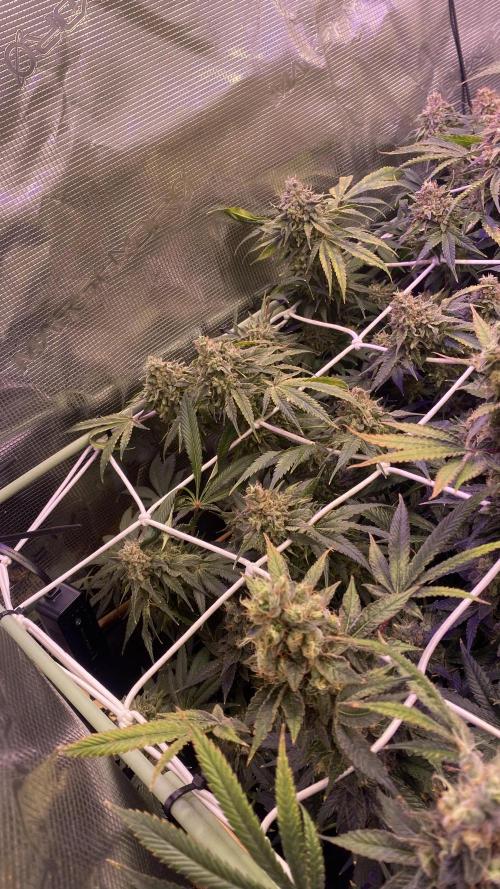 Blue Dream - Barneys farm - FC3000evo. Week 19 - day 72 - 23/1/2026