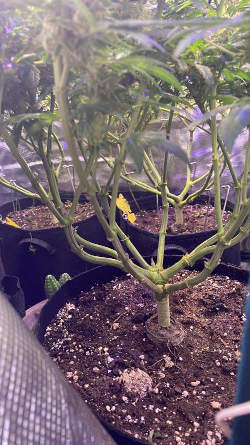 Blue Dream - Barneys farm - FC3000evo. Week 19 - day 72 - 23/1/2026