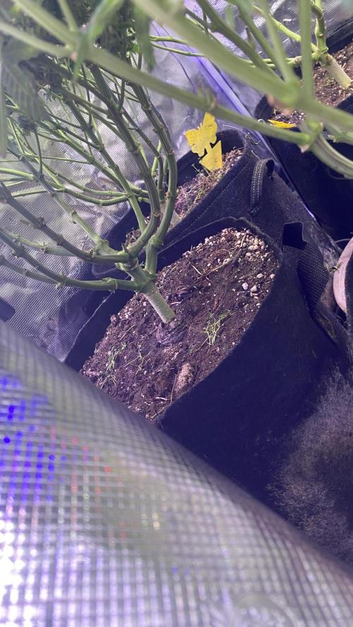 Blue Dream - Barneys farm - FC3000evo. Week 19 - day 72 - 23/1/2026