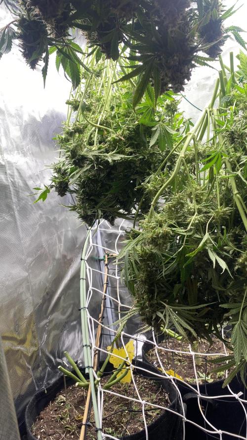 Blue Dream - Barneys farm - FC3000evo. Week 19 - day 72 - 23/1/2026