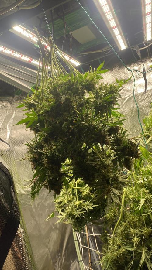 Blue Dream - Barneys farm - FC3000evo. Week 19 - day 72 - 23/1/2026