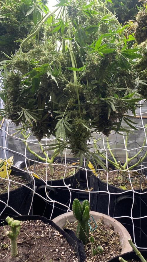 Blue Dream - Barneys farm - FC3000evo. Week 19 - day 72 - 23/1/2026