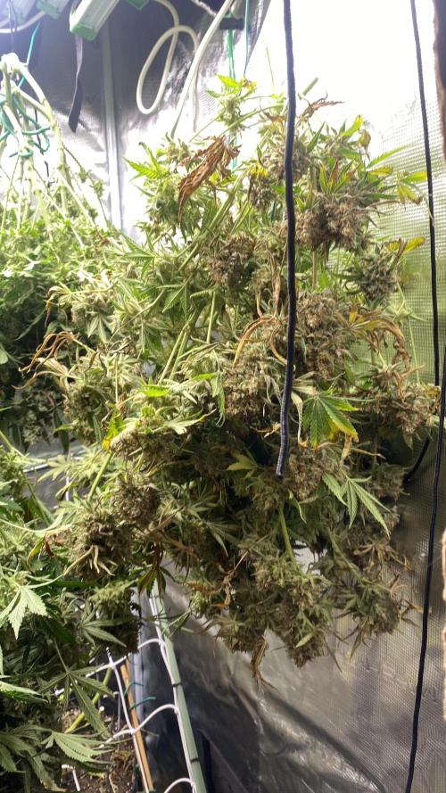 Blue Dream - Barneys farm - FC3000evo. Week 19 - day 72 - 23/1/2026