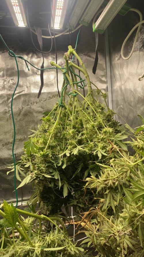 Blue Dream - Barneys farm - FC3000evo. Week 19 - day 72 - 23/1/2026