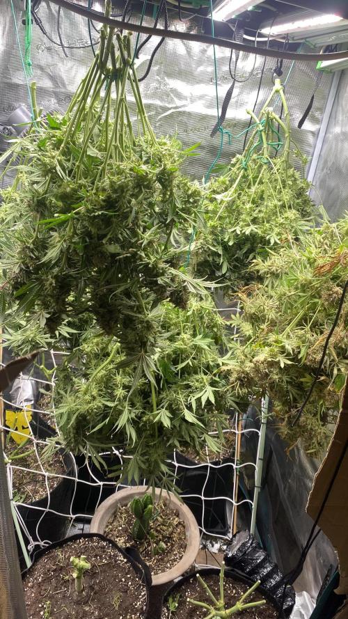 Blue Dream - Barneys farm - FC3000evo. Week 19 - day 72 - 23/1/2026