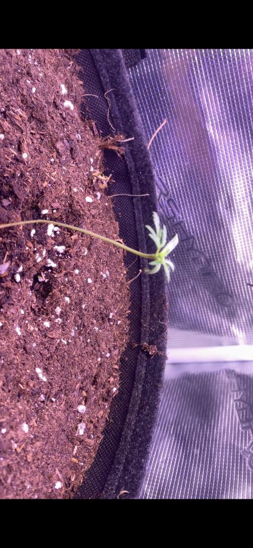 Mentha De Croco - TerpyZ. Mutant. Week 1 - 8/2/2026