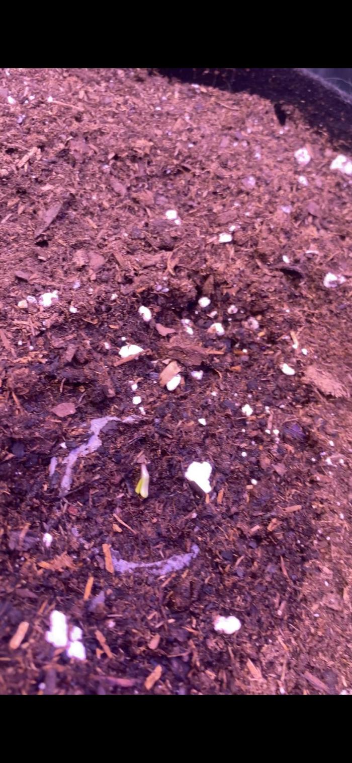 Eternity Growcup 2026 - Sticky Broccoli. Week 1 - 8/2/2026