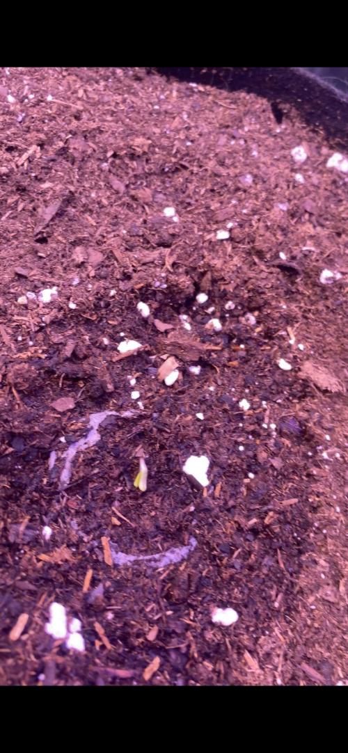 Eternity Growcup 2026 - Sticky Broccoli. Week 1 - 8/2/2026