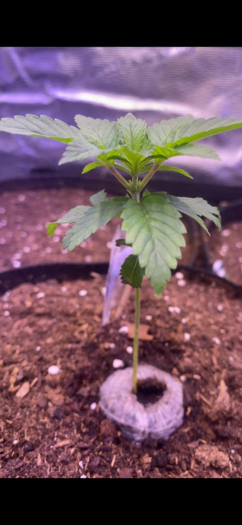 Grandpa Zombie Genetics Fem - Izi Farms. Week 1 - 8/2/2026