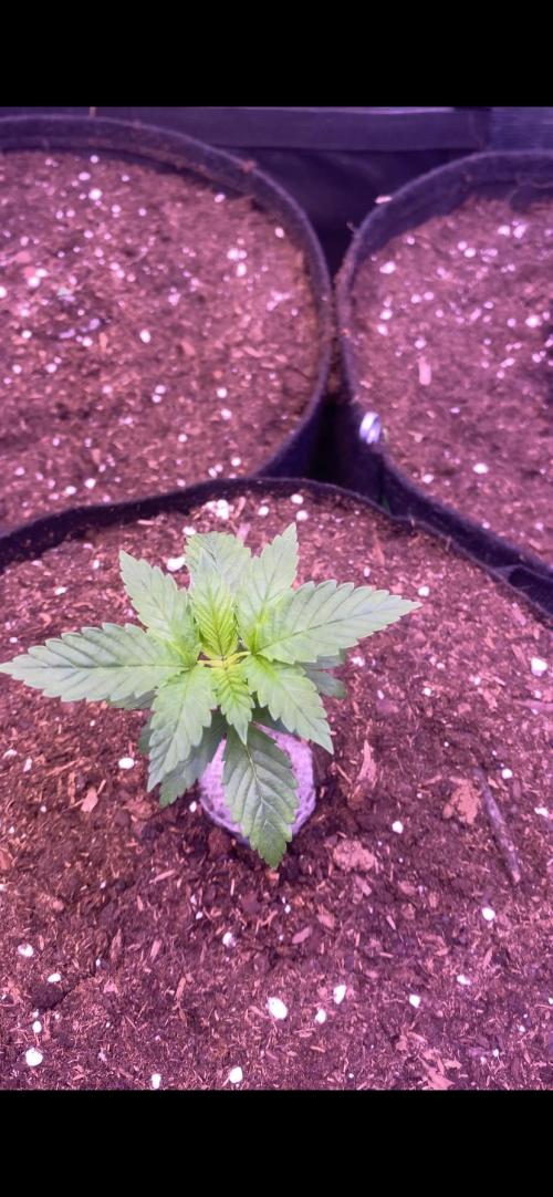 Grandpa Zombie Genetics Fem - Izi Farms. Week 1 - 8/2/2026