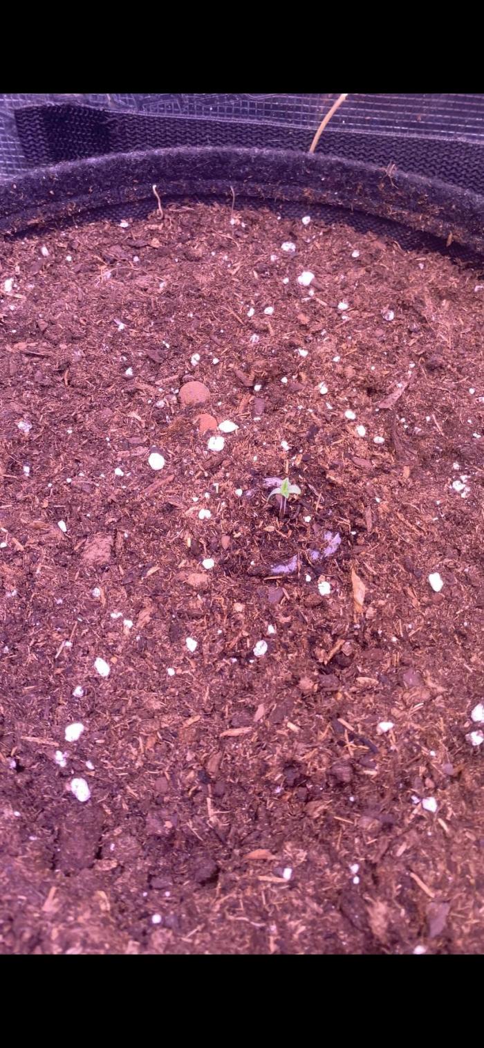 Tom Hills - Deep Chunk - reg photo. Week 1 - 8/2/2026