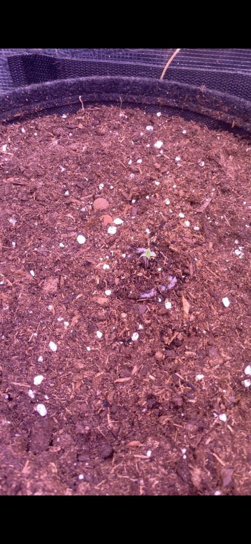 Tom Hills - Deep Chunk - reg photo. Week 1 - 8/2/2026