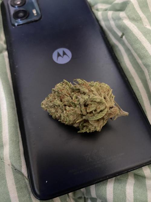 Blue Dream - Barneys farm - FC3000evo. Week 19 - 11/2/2026