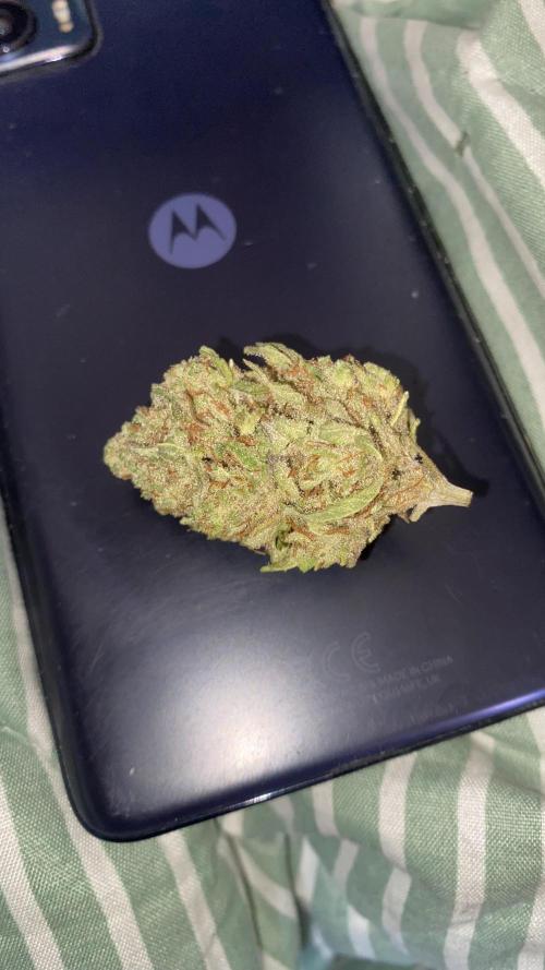 Blue Dream - Barneys farm - FC3000evo. Week 19 - 11/2/2026