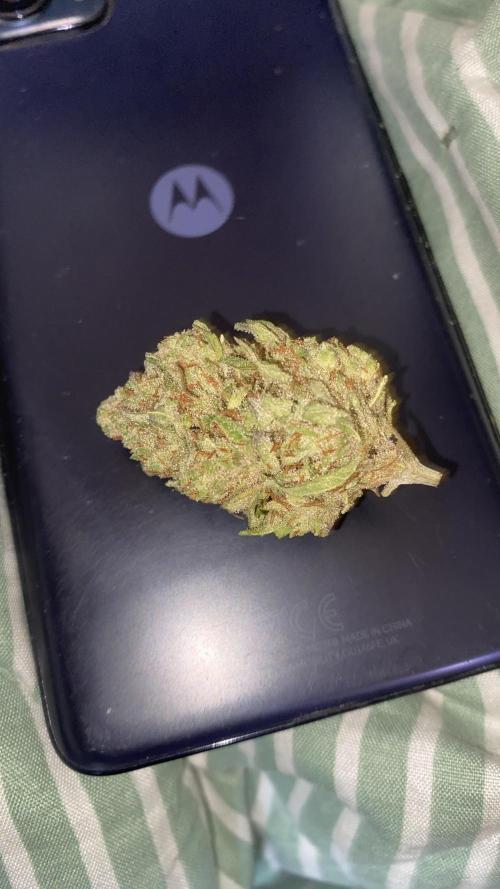 Blue Dream - Barneys farm - FC3000evo. Week 19 - 11/2/2026