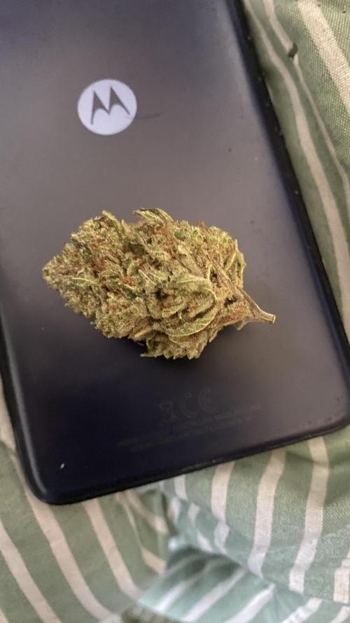 Blue Dream - Barneys farm - FC3000evo. Week 19 - 11/2/2026