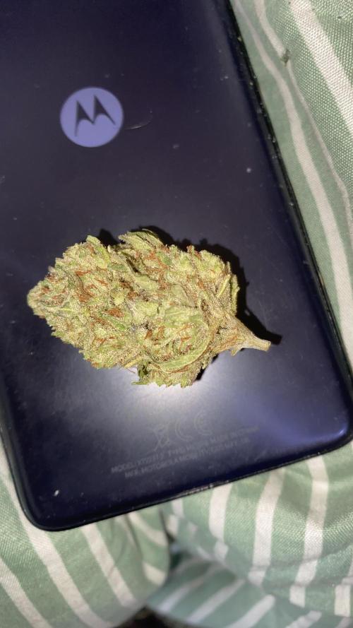 Blue Dream - Barneys farm - FC3000evo. Week 19 - 11/2/2026