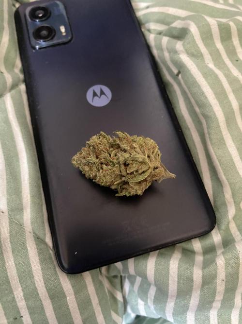 Blue Dream - Barneys farm - FC3000evo. Week 19 - 11/2/2026