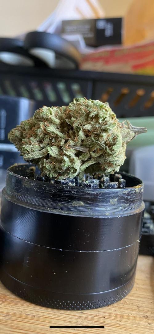 Blue Dream - Barneys farm - FC3000evo. Week 19 - 11/2/2026