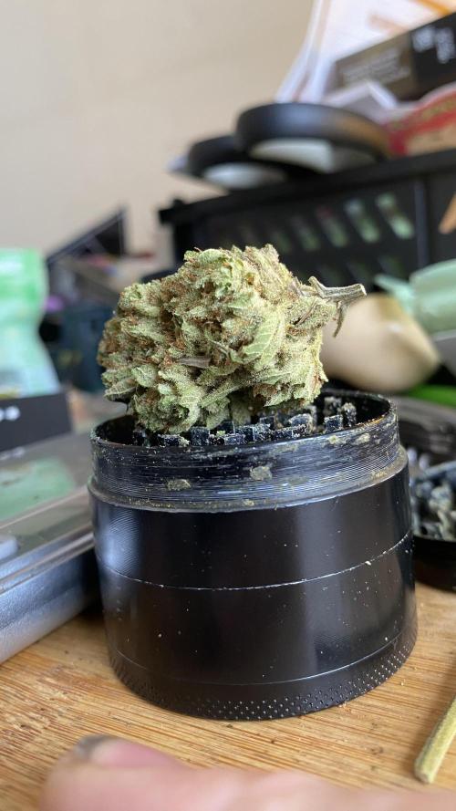 Blue Dream - Barneys farm - FC3000evo. Week 19 - 11/2/2026