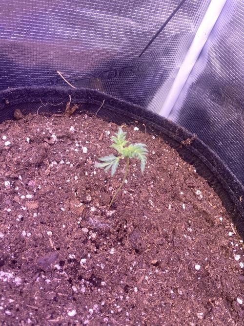 Mentha De Croco - TerpyZ. Mutant. Week 1 - 12/2/2026