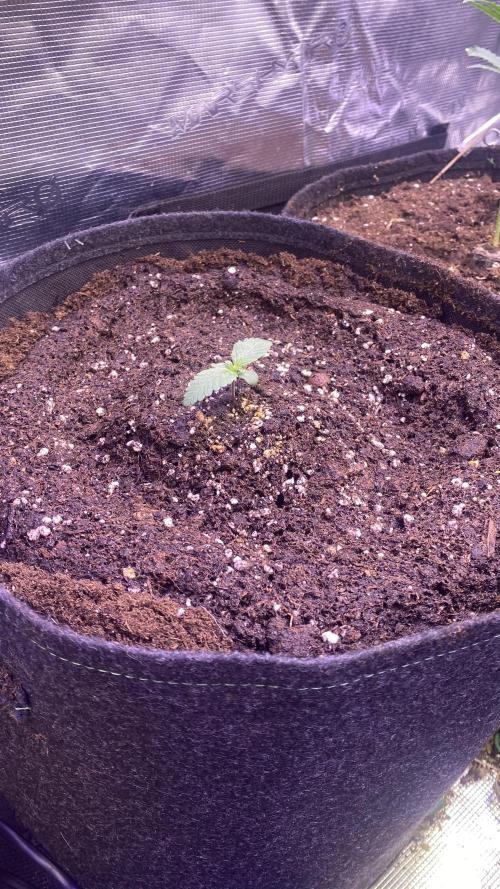 Zamnesia - Hindu Kush - Landrace - Fem. Week 0