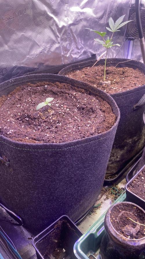 Zamnesia - Hindu Kush - Landrace - Fem. Week 0