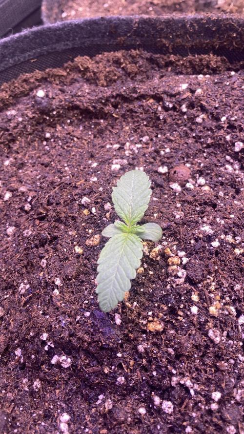 Zamnesia - Hindu Kush - Landrace - Fem. Week 0