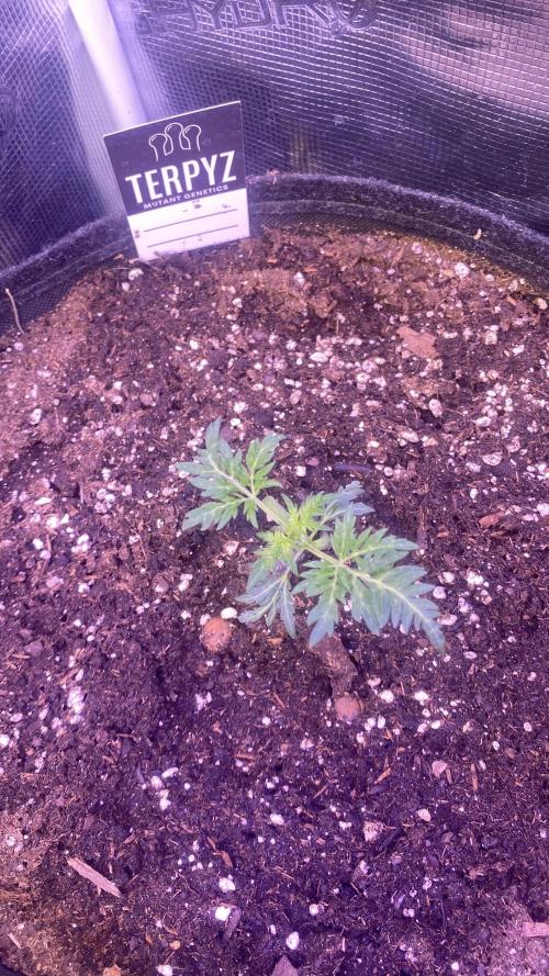 Mentha De Croco - TerpyZ. Mutant. Week 2 - 16/2/2026