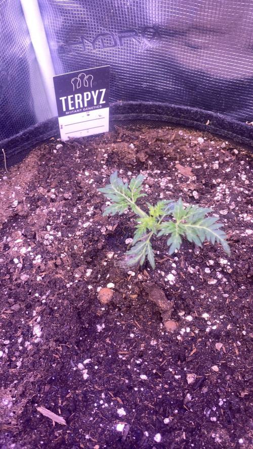 Mentha De Croco - TerpyZ. Mutant. Week 2 - 16/2/2026